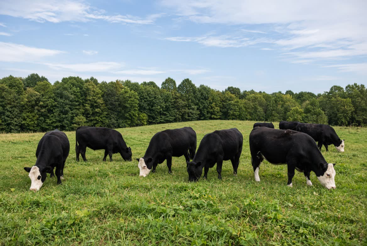 Angus-Hereford cross cattle grazing pasture at Lee Farms