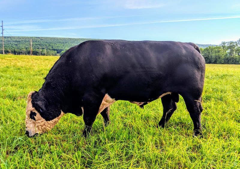 Hereford-cross beef animal grazing